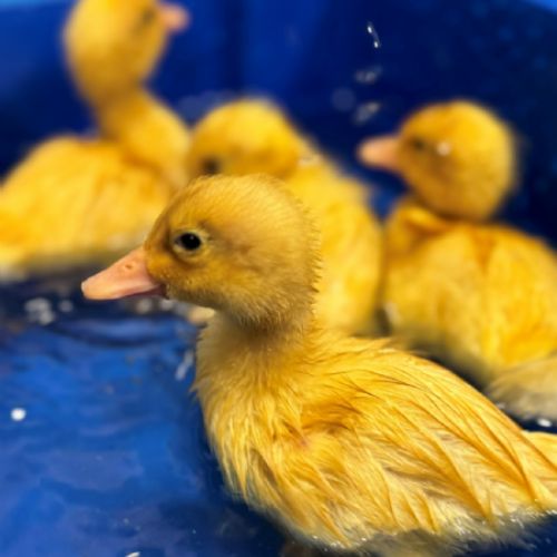 Ducklings 2024