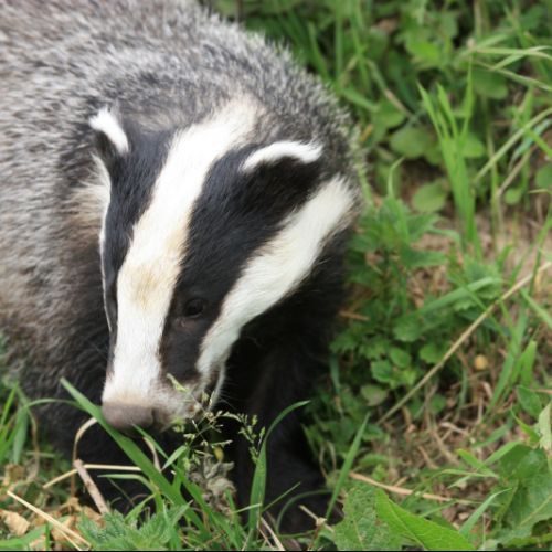 Badger