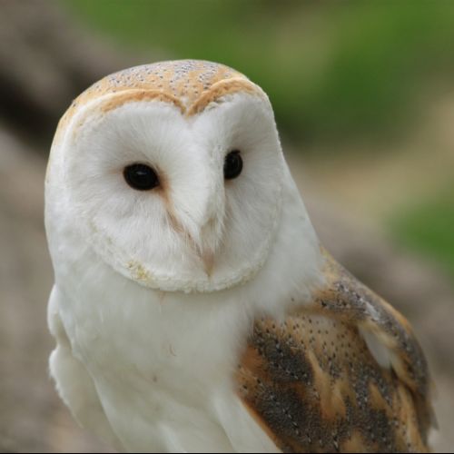 Barnowl